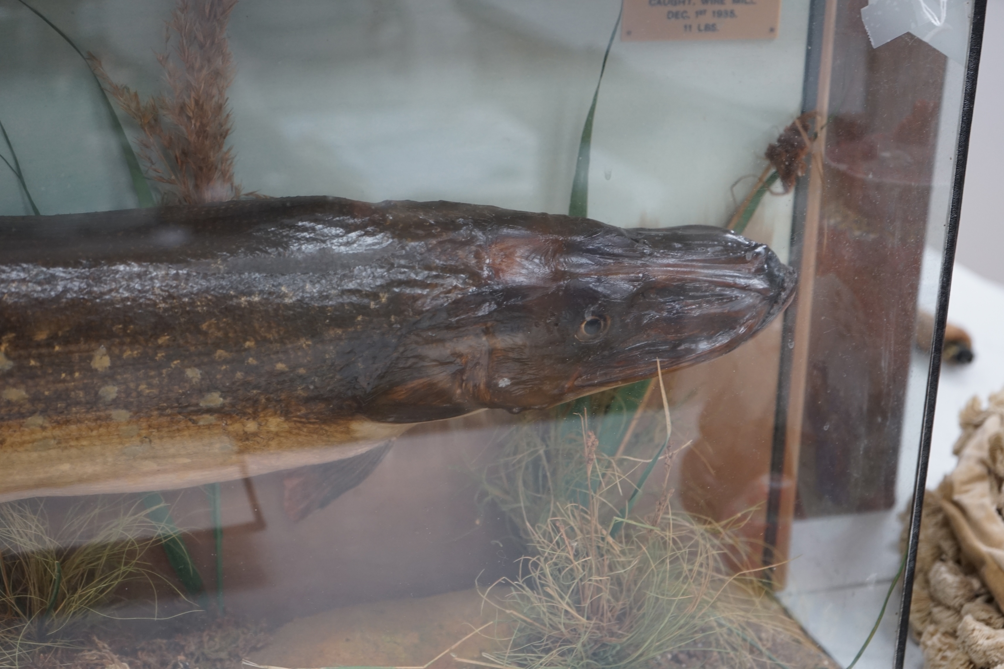 A taxidermic pike with plaque inscribed 'Caught. Wire Mill. Dec. 1st 1935. 11 lbs', 94cm wide. Condition - fair, glass cracked